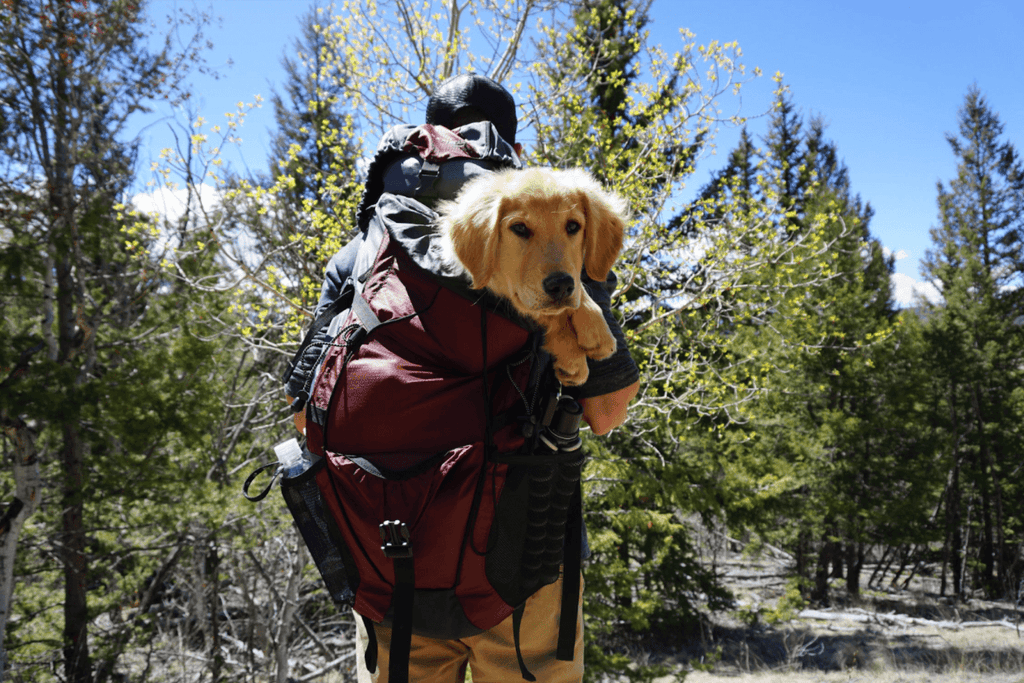 10 Best Dog Breeds for Outdoor Enthusiasts