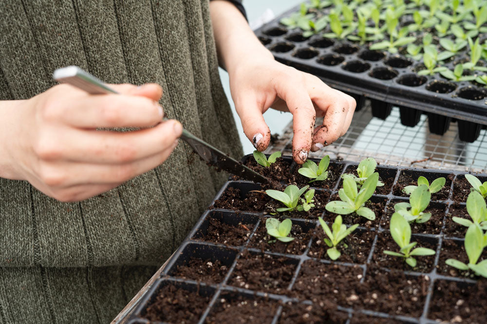 A Guide to Successful Winter Planting