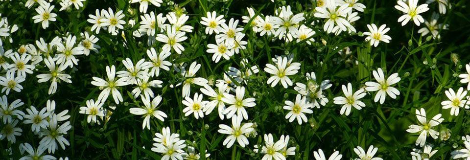 Edible Plants in the Wilderness