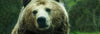 Repel Bears While Camping - What to Do and What NOT to Do