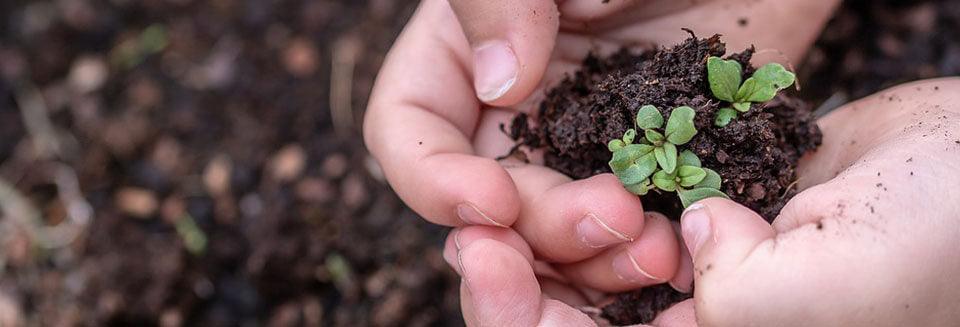 Build a Garden Box with Our Heirloom Vegetable Seeds