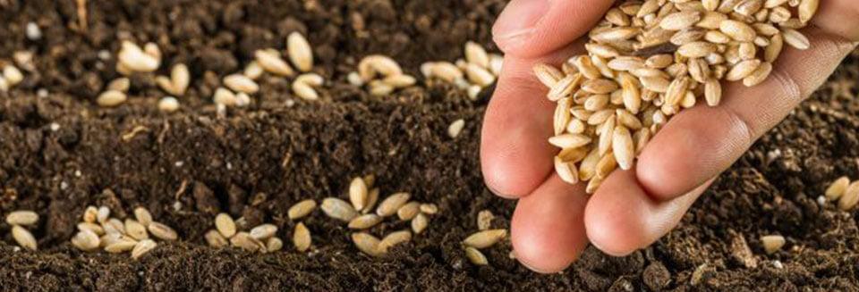 Non-Hybrid vs Hybrid Seeds: What's The Difference?
